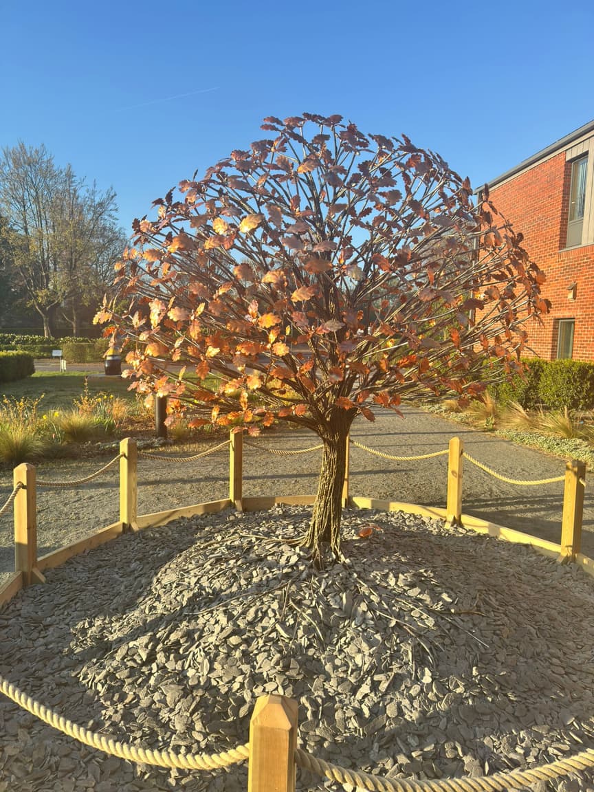 A tree with copper leaves standing on its own in the garden at Fairhavens Hospice, in the morning sun